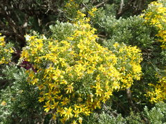 Brachyglottis cassinioides