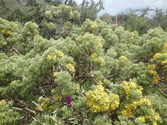 Brachyglottis cassinioides