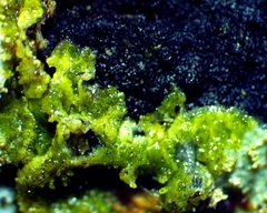 Crespoa crozalsiana