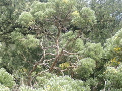 Brachyglottis cassinioides