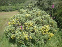 Brachyglottis cassinioides