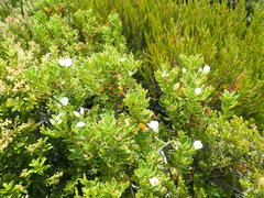 Veronica macrantha macrantha