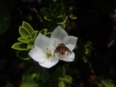 Veronica macrantha macrantha