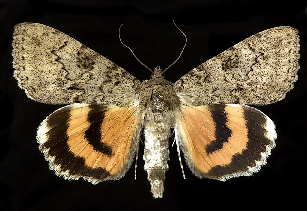 Luciana Underwing Moth