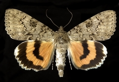 Catocala luciana