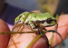 Hyla wrightorum