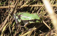 Hyla wrightorum