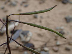 Brassica repanda saxatilis