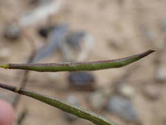 Brassica repanda saxatilis