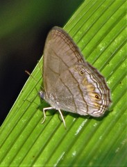 Splendeuptychia tupinamba