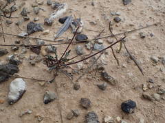 Brassica repanda saxatilis