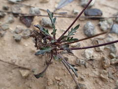 Brassica repanda saxatilis