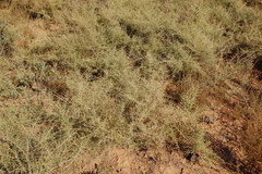 Aspalathus divaricata divaricata