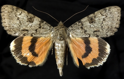 Luciana Underwing Moth photo 2