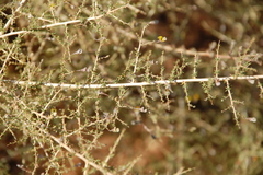 Aspalathus divaricata divaricata