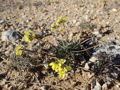 Brassica repanda saxatilis