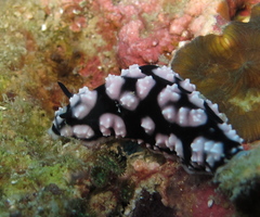 Phyllidiella pustulosa