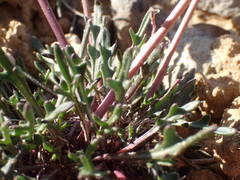 Brassica repanda saxatilis