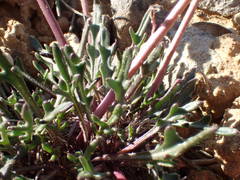 Brassica repanda saxatilis