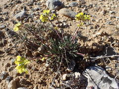 Brassica repanda saxatilis