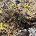 Brassica repanda saxatilis - Photo (c) Sylvain Piry,  זכויות יוצרים חלקיות (CC BY-NC), הועלה על ידי Sylvain Piry