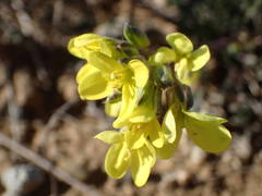 Brassica repanda saxatilis