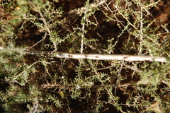 Aspalathus divaricata divaricata