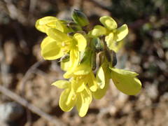 Brassica repanda saxatilis