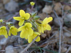 Brassica repanda saxatilis