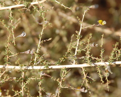 Aspalathus divaricata divaricata