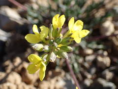 Brassica repanda saxatilis