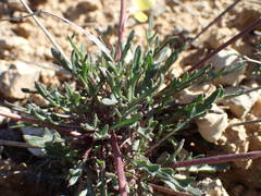 Brassica repanda saxatilis
