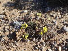 Brassica repanda saxatilis
