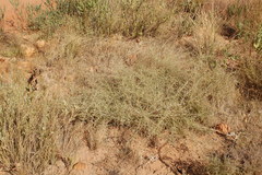 Aspalathus divaricata divaricata