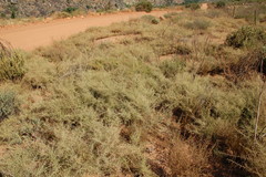 Aspalathus divaricata divaricata