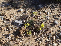 Brassica repanda saxatilis