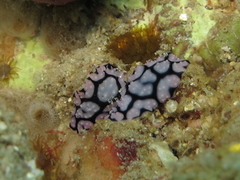 Phyllidiella pustulosa