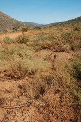 Aspalathus divaricata divaricata