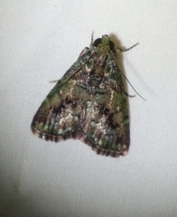 Orthaga atribasalis
