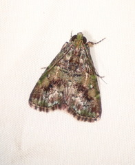 Orthaga atribasalis