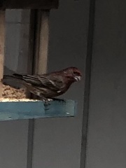 Haemorhous mexicanus