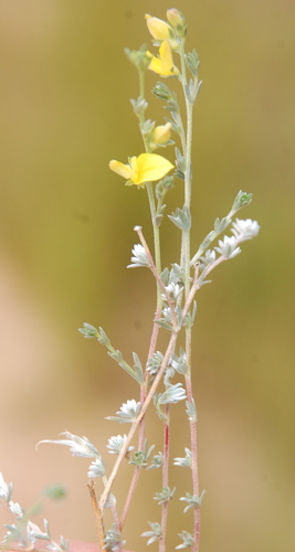 Hairyflower Capegorse (Aspalathus villosa)