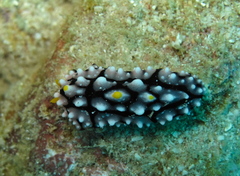 Phyllidia elegans