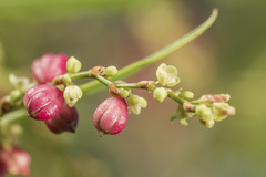 Muehlenbeckia sagittifolia