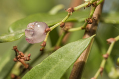 Muehlenbeckia sagittifolia