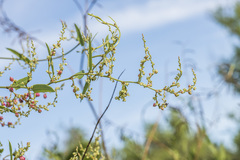 Muehlenbeckia sagittifolia