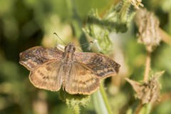 Theagenes dichrous
