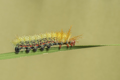 Pseudautomeris grammivora