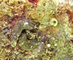 Dermatobranchus striatus