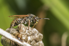 Polistes cinerascens